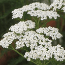 PLANT D’AROMATIQUE D’ACHILLÉE