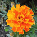 PLANT D’AROMATIQUE D’OEILLET D’INDE