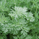 PLANT D’AROMATIQUE D’ABSINTHE