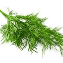 PLANT D’AROMATIQUE D’ANETH