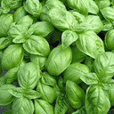 PLANT D’AROMATIQUE DE BASILIC GENOVESE