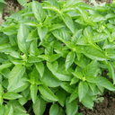 PLANT D’AROMATIQUE DE BASILIC MARSEILLAIS