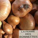 Oignons jaunes