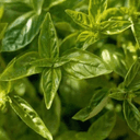 Basilic Citronnelle - 