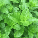 PLANT D'AROMATIQUE : MENTHE VERTE