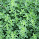 PLANT D'AROMATIQUE : ORIGAN DE SYRIE
