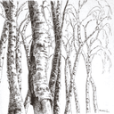sève de bouleau - vrac