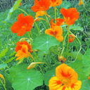 Plant  Fleurs Capucine