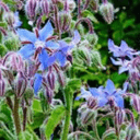 Plant  Fleurs Bourrache