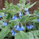Plant  Fleurs Consoude