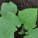 Plant - concombre