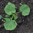 Plant courge - Potimarron