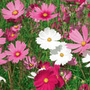 Plant  Fleurs Cosmos mix