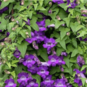 Plant  Fleurs Azarine
