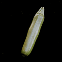 Courgettes