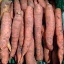 Carottes - Orange  (classique )