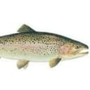 truite arc en ciel - 4 poissons vidés emballés sous vide 1 Kg