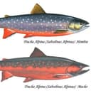 omble chevalier - 4 poissons vidés emballés sous vide 1 Kg