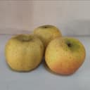 Pomme Chantecler