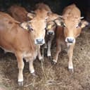 Colis GENISSE 5Kg  100% steaks hachés
