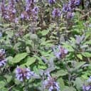 PLANT D'AROMATIQUE : SAUGE OFFICINALE
