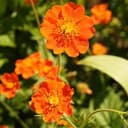Plant  Fleurs Benoite