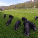 Colis de COCHON Classic - 3 Kg - 16.00 / kg -