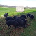 Colis de COCHON classic 3 kg avec rôti - 16.00 €/kg