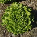 Batavia - verte frisée