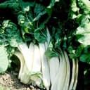Cardes - blanches en botte de 600g