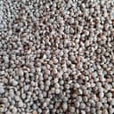 lentille corail A