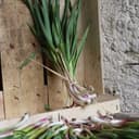 Aillet Botte BIO