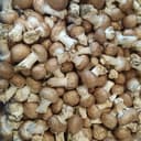 Champignons de Paris
