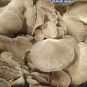 Pleurotes
