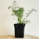 Plant Aneth