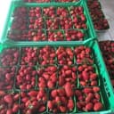 Fraises bio - 250g