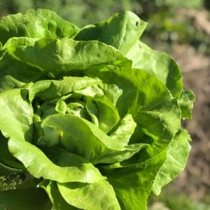 salade