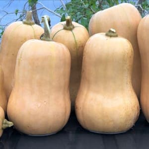 butternut