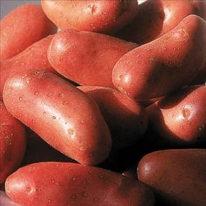 Pomme de Terre Désirée