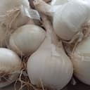OIGNONS BLANCS