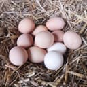 Oeufs Extra Frais - boite de 6