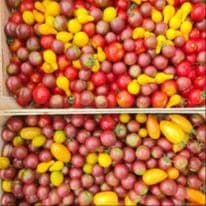 Tomates Cerises coktail