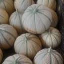 MELON - 3 melon entre 400 et 600g