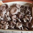 Pleurote gris - Vente au poids en vrac