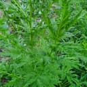 Artemisia - - bouquet