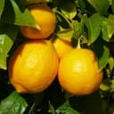 citron