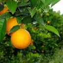 Oranges navelines