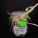Cèpes séchés morceaux - en pot de 50g
