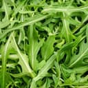 roquette