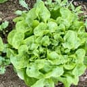 salade feuille de chêne verte